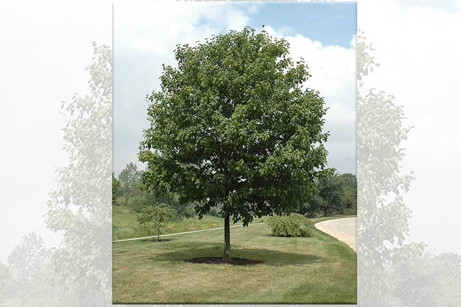 Sugar Maple Tree Plantings Complete Landscaping Design SuffolkHydroseeding.com 